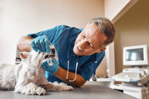 Best After-Hours Emergency Dentist in Latrobe, PA